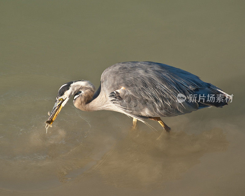 Blue Heron Catching a Fish in the River